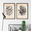 Load image into Gallery viewer, Kidney anatomy III