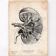Load image into Gallery viewer, Vintage kidney anatomy poster