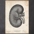 Load image into Gallery viewer, Kidney anatomy art poster