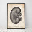 Load image into Gallery viewer, Kidney anatomy art poster by Codex Anatomicus