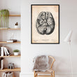 Laden Sie das Bild in den Galerie-Viewer, Brain anatomy poster
