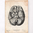 Laden Sie das Bild in den Galerie-Viewer, Brain art anatomy poster