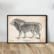 Laden Sie das Bild in den Galerie-Viewer, Lion anatomy art print