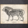 Laden Sie das Bild in den Galerie-Viewer, Lion anatomy art print