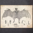 Laden Sie das Bild in den Galerie-Viewer, Bat anatomy art print