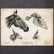 Laden Sie das Bild in den Galerie-Viewer, Horse skull print