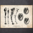 Laden Sie das Bild in den Galerie-Viewer, Horse anatomy art poster