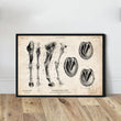Laden Sie das Bild in den Galerie-Viewer, Horse legs and hooves anatomy poster