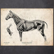 Laden Sie das Bild in den Galerie-Viewer, Horse anatomy poster