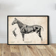 Laden Sie das Bild in den Galerie-Viewer, Horse anatomy poster by Codex Anatomicus