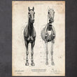 Laden Sie das Bild in den Galerie-Viewer, Equine anatomy art print