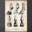 Laden Sie das Bild in den Galerie-Viewer, Horse hooves anatomy art