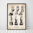 Laden Sie das Bild in den Galerie-Viewer, Horse hooves vintage anatomy art by Codex Anatomicus