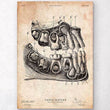 Laden Sie das Bild in den Galerie-Viewer, Dental anatomy art print
