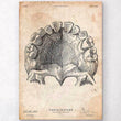 Laden Sie das Bild in den Galerie-Viewer, Teeth anatomy art print