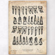 Laden Sie das Bild in den Galerie-Viewer, Teeth chart