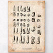 Laden Sie das Bild in den Galerie-Viewer, Antique teeth chart