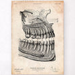 Laden Sie das Bild in den Galerie-Viewer, Gifts for dentists - teeth anatomy art print