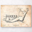 Laden Sie das Bild in den Galerie-Viewer, Teeth and jaw bone anatomy print