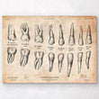 Laden Sie das Bild in den Galerie-Viewer, Teeth anatomy chart