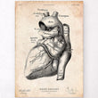 Laden Sie das Bild in den Galerie-Viewer, Heart anatomy poster