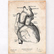 Charger l'image dans la galerie, Heart anatomy poster