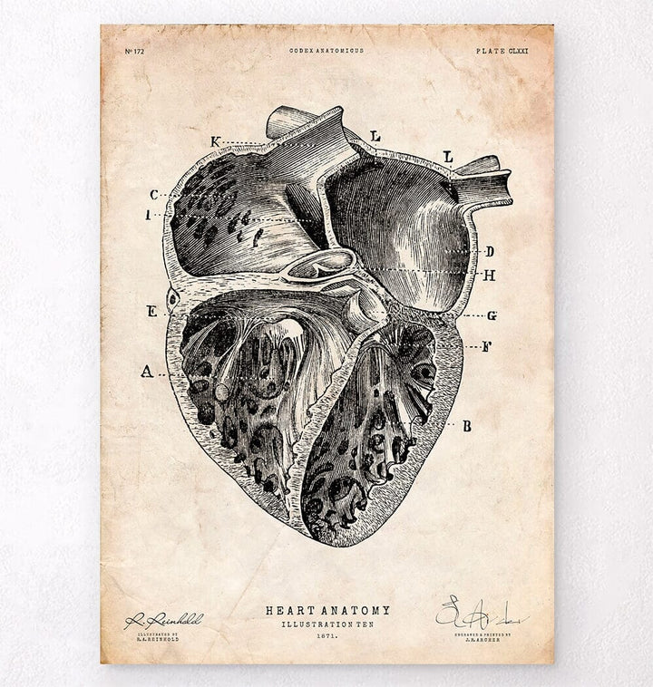 Heart section art print