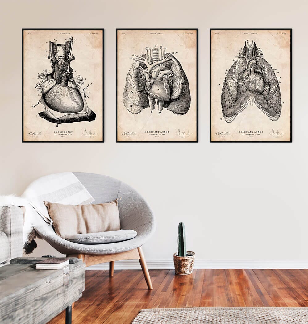 Anatomical Human Heart wall art human heart wall decor