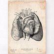 Load image into Gallery viewer, Heart and Lungs anatomy art