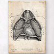 Load image into Gallery viewer, Heart and Lungs anatomy art print