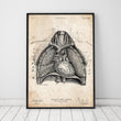 Load image into Gallery viewer, Vintage anatomy poster of Heart and Lungs anatomy