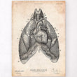 Load image into Gallery viewer, Heart and Lungs anatomy art poster