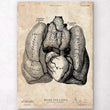 Load image into Gallery viewer, Heart and Lungs anatomy poster