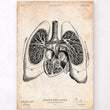 Load image into Gallery viewer, Heart and Lungs anatomy poster