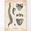 Load image into Gallery viewer, Spine anatomy art print