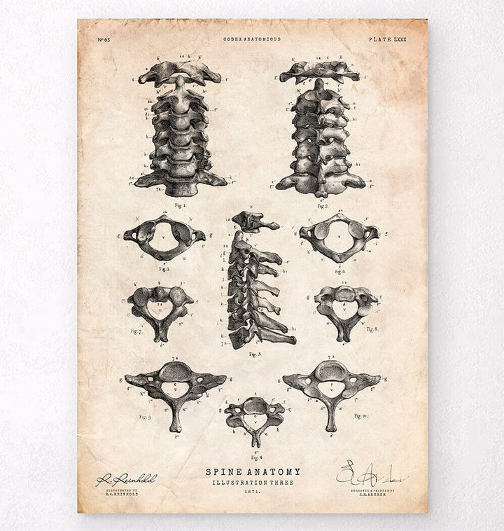 Spine anatomy art poster