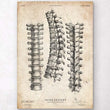 Laden Sie das Bild in den Galerie-Viewer, Spine anatomy print