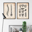 Laden Sie das Bild in den Galerie-Viewer, Wirbelsäule Anatomie Diagramm