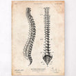 Laden Sie das Bild in den Galerie-Viewer, Spine anatomy chart