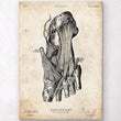 Laden Sie das Bild in den Galerie-Viewer, Foot anatomy