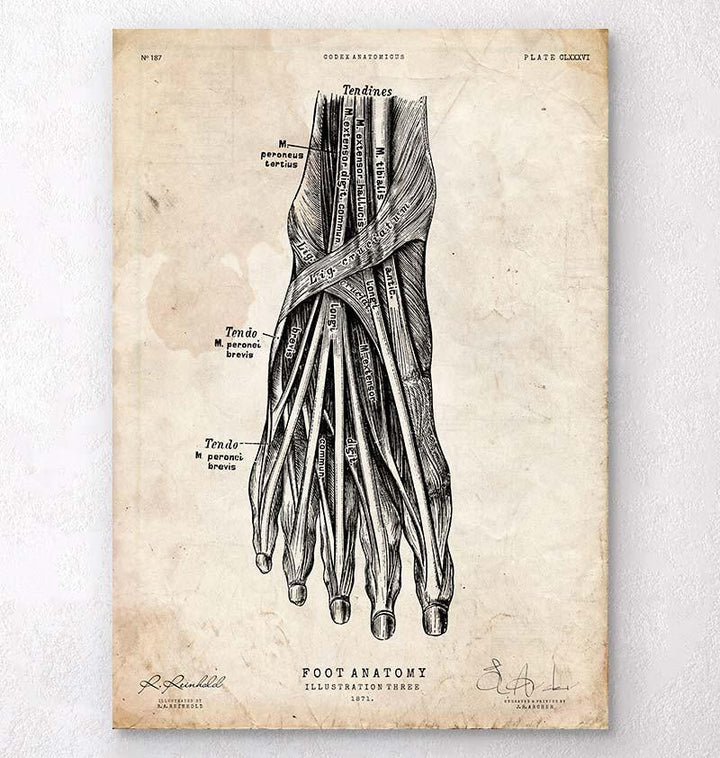 Foot anatomy poster