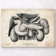 Load image into Gallery viewer, Pancreas, liver and gallbladder anatomy poster