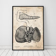 Load image into Gallery viewer, Pancreas and liver anatomy poster
