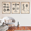 Laden Sie das Bild in den Galerie-Viewer, Brain anatomy neurology art