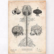 Laden Sie das Bild in den Galerie-Viewer, Central nervous system vintage anatomy poster - Codex Anatomicus