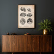 Laden Sie das Bild in den Galerie-Viewer, Human & chimpanzee brain vintage anatomy poster in a frame