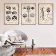 Laden Sie das Bild in den Galerie-Viewer, Brain anatomy art