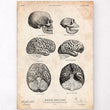 Laden Sie das Bild in den Galerie-Viewer, Human and chimpanzee brain anatomy art