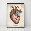 Load image into Gallery viewer, Heart anatomy poster