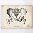 Laden Sie das Bild in den Galerie-Viewer, Female pelvis anatomy